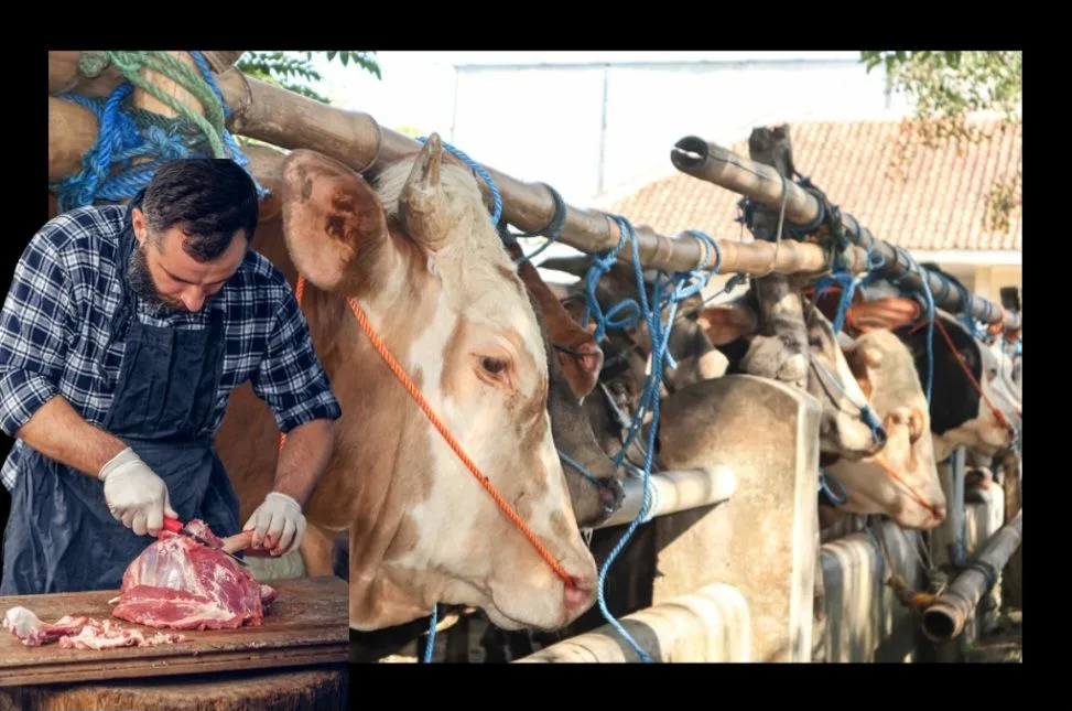 Kurban Bayramı Yaklaştı Acemi Kasaplar Dikkat!
