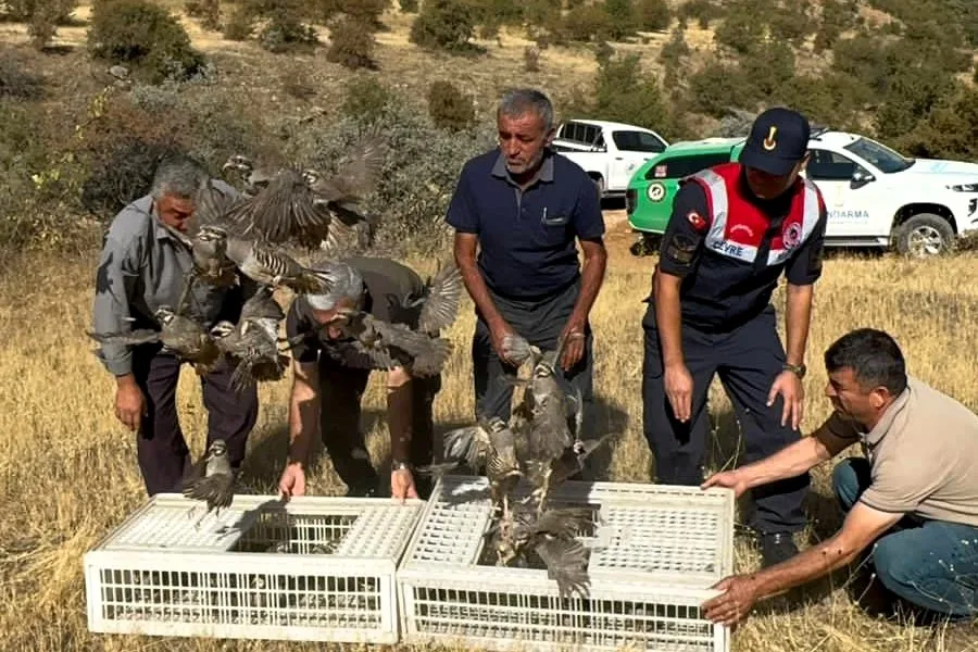 Kene Savar Keklikler Doğaya Salındı