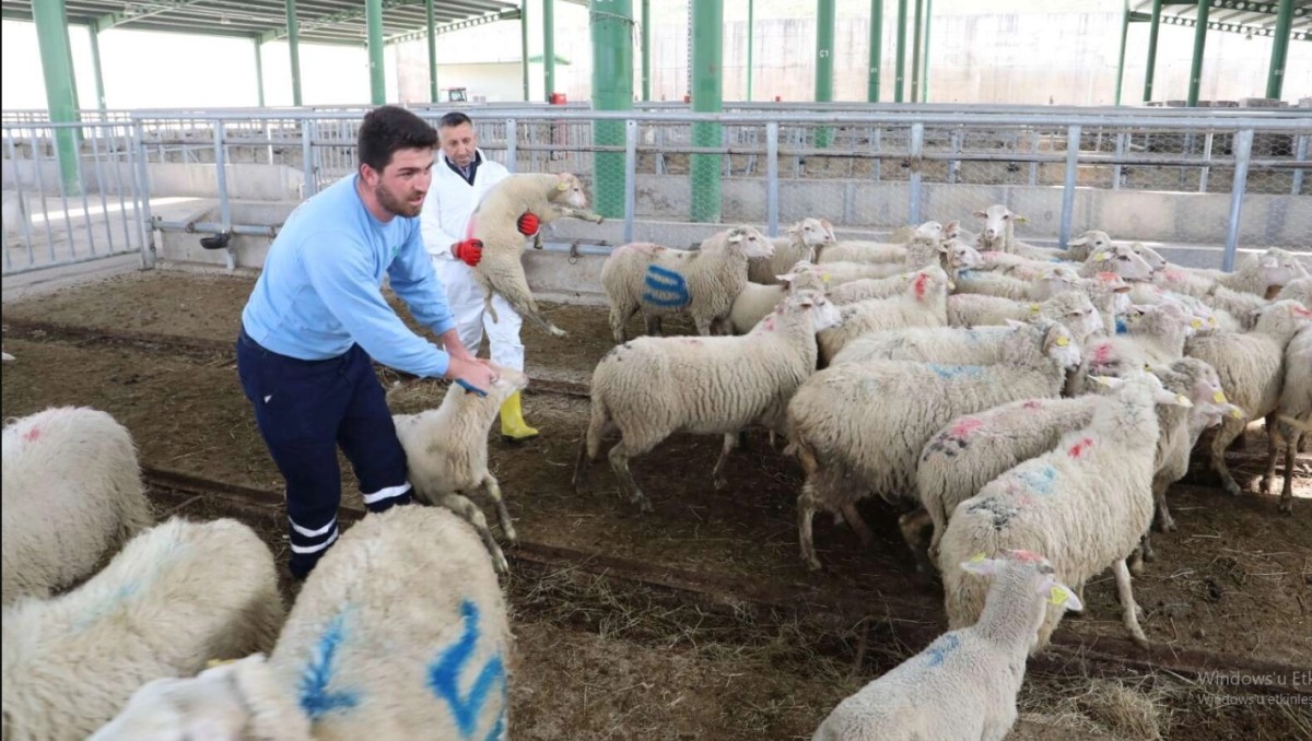 Büyükbaş Hayvan Sayısı Azaldı, Küçükbaş Hayvan Sayısı Arttı