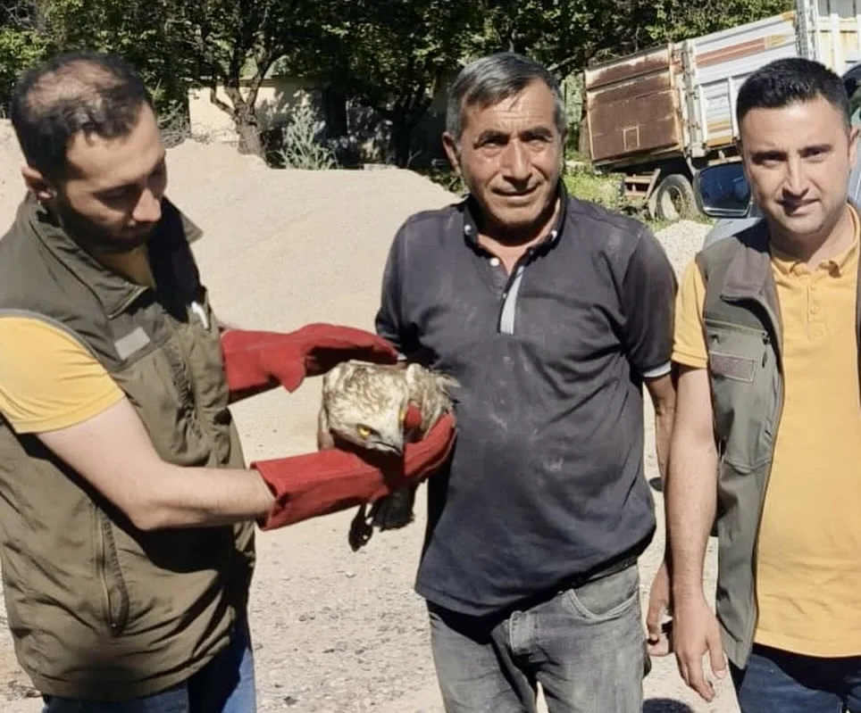 Malatya'da Yaralı Yılan Kartalı Bulundu